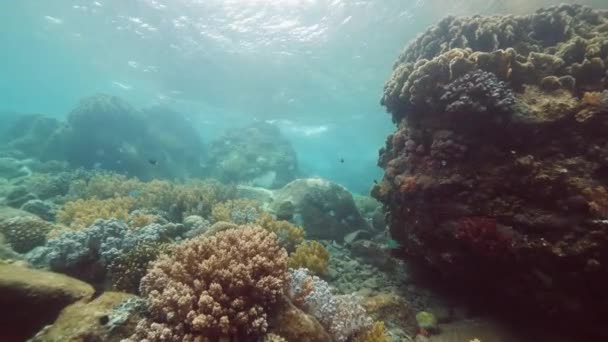 AGUA SUPERIOR: Pintoresco arrecife de coral lleno de corales y peces . — Vídeo de stock