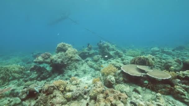 Paisaje marino submarino: Impresionante vista de corales y peces con — Vídeo de stock