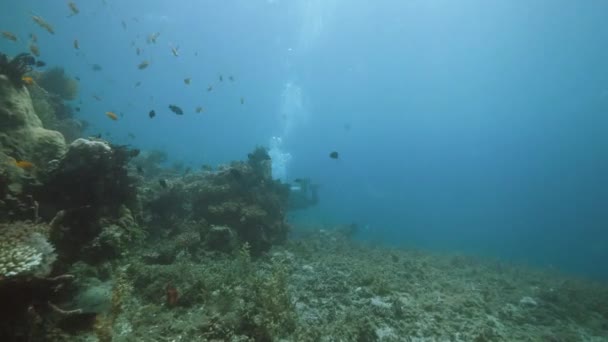 Vista submarina: Un buceador nadando en arrecife de coral con un montón de peces y plantas acuáticas . — Vídeos de Stock