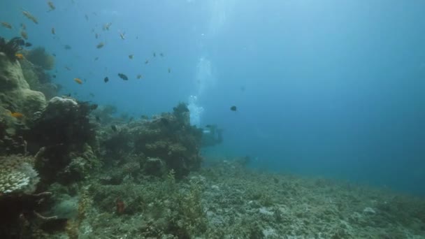 Underwater view: A scuba diver swimming in coral reef with plenty of fish and aquatic plants. — 비디오