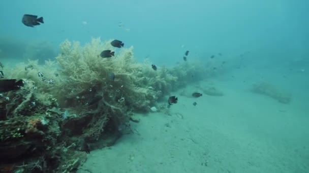 Point de vue des plongeurs. Flore et faune sous-marines colorées en temps réel . — Video