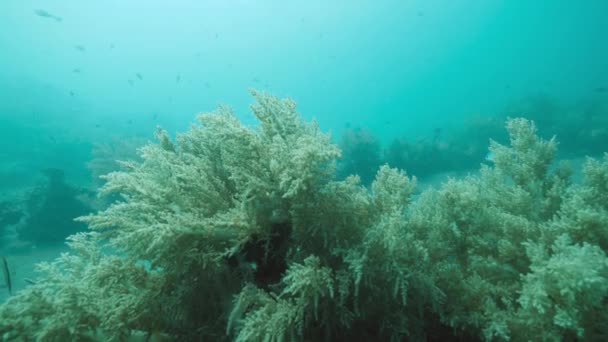 Красивий вид на водні рослини під океаном з рибами, що плавають . — стокове відео