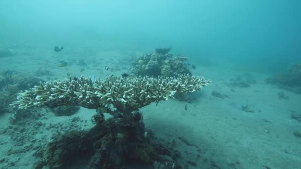 Escénico tiro sobre un coral saludable lleno de diferentes peces pequeños . — Vídeos de Stock