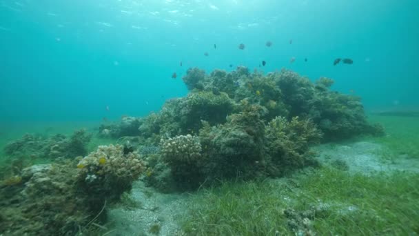 Impresionante vista submarina de la vida marina peces de colores, corales y verdes hierbas marinas — Vídeo de stock