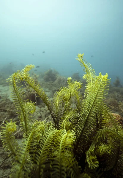 Gröna fjäder stjärna crinoids i ett korallrev i Dauin, Filippinerna. — Stockfoto