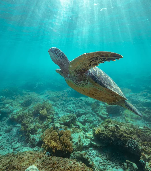Majestätisk stor havssköldpadda simmar under ytan genom kristallklart hav. — Stockfoto