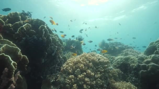 Πολύχρωμα ψάρια που κολυμπούν κοντά σε όμορφα κοράλλια στον γαλάζιο ωκεανό. — Αρχείο Βίντεο