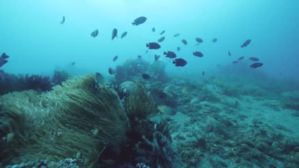 Biodiversidad marina variedades de peces, corales y crinoides estrella de plumas en el océano . — Vídeo de stock