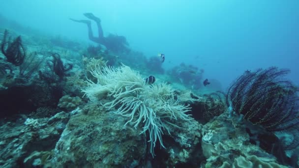 Onderwater zeeduivel vissen, veren ster crinoïden, koralen en een duiker op de zeebodem. — Stockvideo