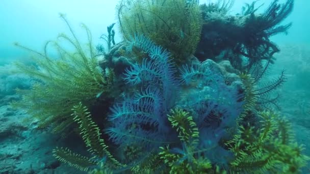 Zelené a modré pírko hvězdy crinoids lpí na korálech pod vodou. — Stock video