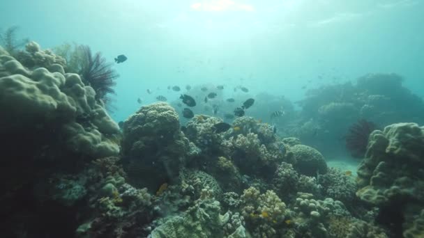 Récif corallien sous l'océan plein de coraux et de poissons colorés et d'autres formes de vie marine — Video