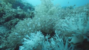 Close up view of soft corals underwater, moving softly in the water.