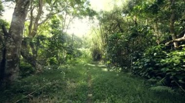 Sunlight reaching through forest reflecting on green healthy trees.