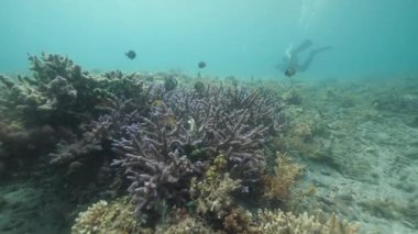 Beautiful and colorful corals with little fishes swimming around. Tropical ocean.