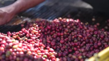 A workers hands selecting ripe coffee berries for high quality coffee bean.