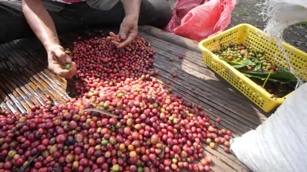 Un homme agriculteur à la main ségrégation mûr et des baies de café cru . — Video