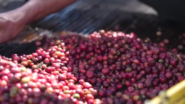 A manos de los trabajadores la selección de bayas de café maduras para granos de café de alta calidad . — Vídeos de Stock