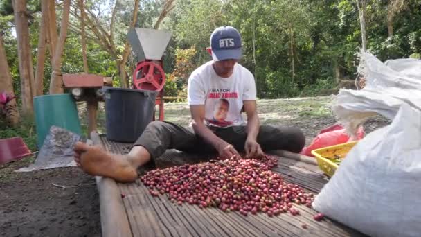 Dauin, Negros Oriental, Philippines 01-20-2020:A coffee farmer and coffee cherry — Stock Video