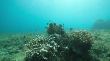 School of tropical fishes swimming around the coral reef.
