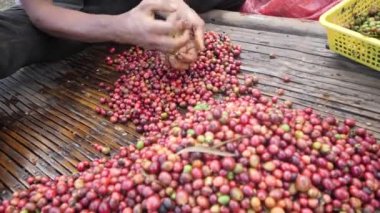 A mans hand segregating ripe and raw coffee cherries on a bamboo table.
