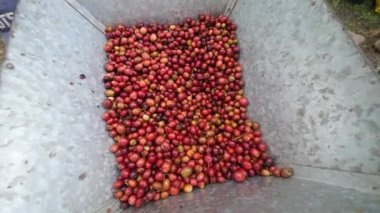 Ripe coffee cherries being processed in a coffee bean peeler pulper machine.