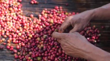 Sorting and selection process of a ripe and good quality coffee cherry.