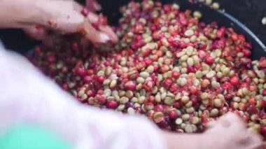Female workers hand washjng coffee beans recently hulled in a peeler machine.