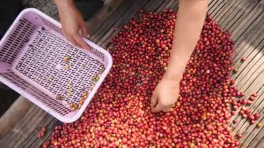 Hands of a woman sorting freshly harvest arabica coffee cherries.