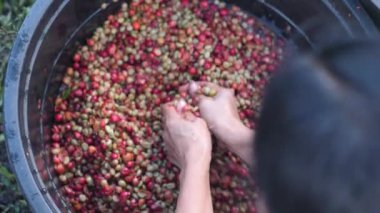 A woman worker washing skinned coffee beans in a plastic basin.