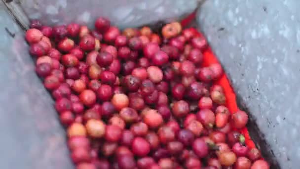 Cerejas de café Robusta sendo descascadas em uma máquina descascador de café . — Vídeo de Stock