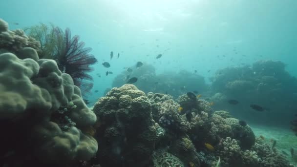 Tropical fishes swimming underwater in coral reef and other marine life. — Stock Video