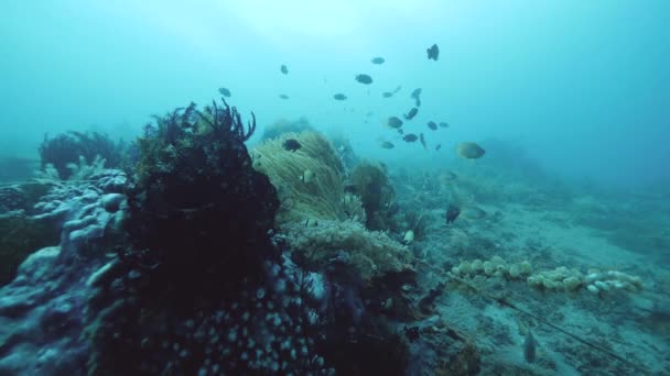 Varietà di specie marine, pesci, crinoidi stella piuma, piante marine e coralli — Video Stock