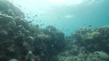 School of fish swimming in the coral reef under the blue ocean. Rich marine life.