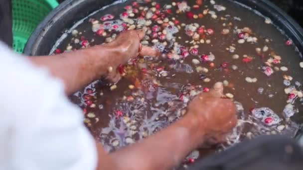 Un travailleur lave les grains de café à la main dans un bassin en plastique . — Video