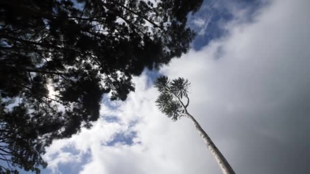 BOTTOM UP: Veduta cinematografica del cielo blu e nuvole bianche con silhouette di alberi . — Video Stock