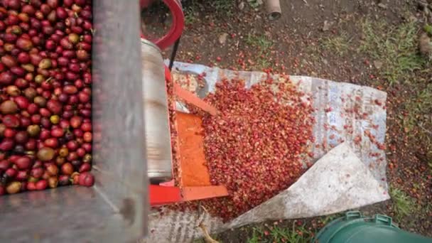 Bagas de café vermelho sendo descascado em uma máquina descascador de grãos de café . — Vídeo de Stock