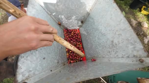 Negros Oriental, Philippines 01-20-2020：Workers operating coffee beans peeler. — 图库视频影像