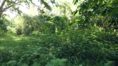 Ormandaki yeşil küçük bitkiler ve otlar.