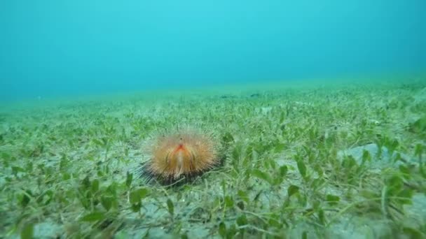 Venösa blomma havet urchain under vatten på havet gräs golv. — Stockvideo