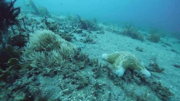 Zeebodem met koralen, zee planten, veren ster crinoïden, tropische vissen en zeesterren. — Stockvideo