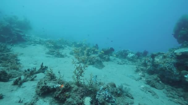 Olika färgglada fiskar, havsväxter och koraller under det djupblå havet. — Stockvideo