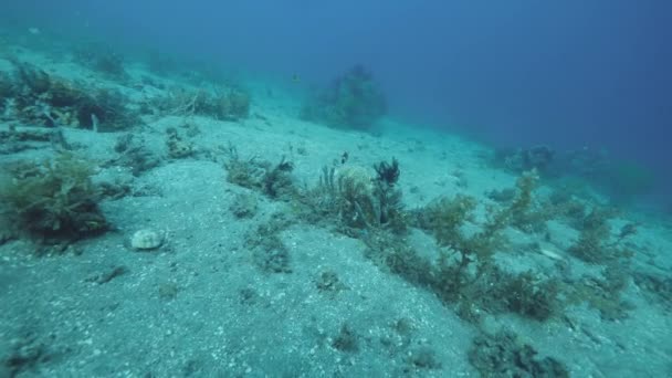 Plongeurs sous-marins POV vue sous-marine fond océanique avec algues, plantes marines, coraux et poissons . — Video