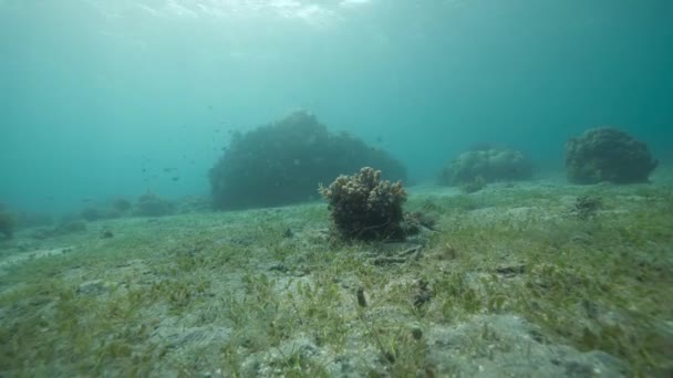 Vista submarina de la hierba marina, algas y corales con peces nadando alrededor . — Vídeos de Stock