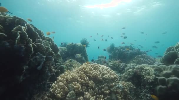 Podvodní scéna v modrém oceánu s rybami plavání kolem barevných korálů. — Stock video