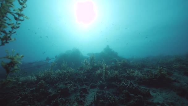 Dno oceanu pełne roślin morskich i korali ze światłem słonecznym świecącym przez wodę. — Wideo stockowe