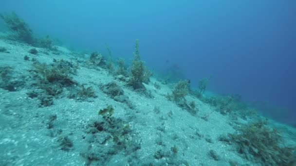 Bela vista sob o oceano azul profundo com plantas marinhas e peixes palhaço nadando . — Vídeo de Stock
