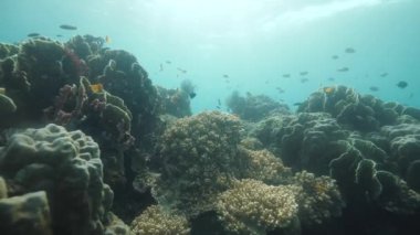 Mavi okyanusta yüzen balık sürüsüyle su altında güzel mercanlar..