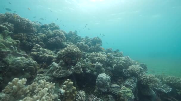 热带鱼类在蓝色的海洋中游动的美丽的珊瑚礁场景. — 图库视频影像