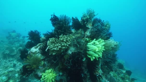 Величественные красочные перья звездных криноидов на коралловом рифе. Цветок коралловых морей . — стоковое видео