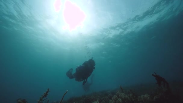 Duikers verkennen de onderwaterwereld in de blauwe oceaan. — Stockvideo